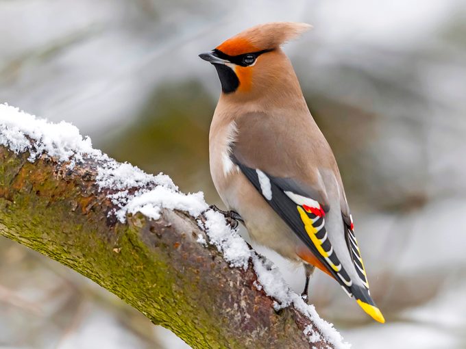 bohemian Waxwing