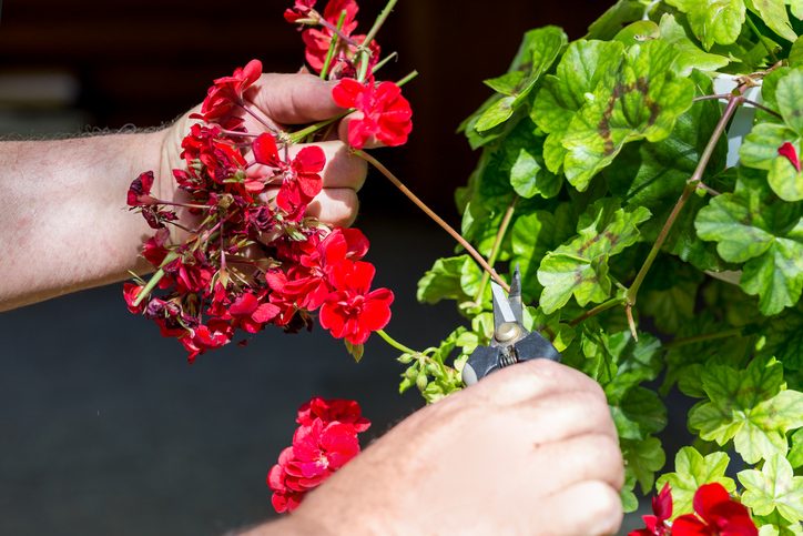 Man trimming dead geranium flowers with scissors. Gardening and maintenance concept. Landscape design