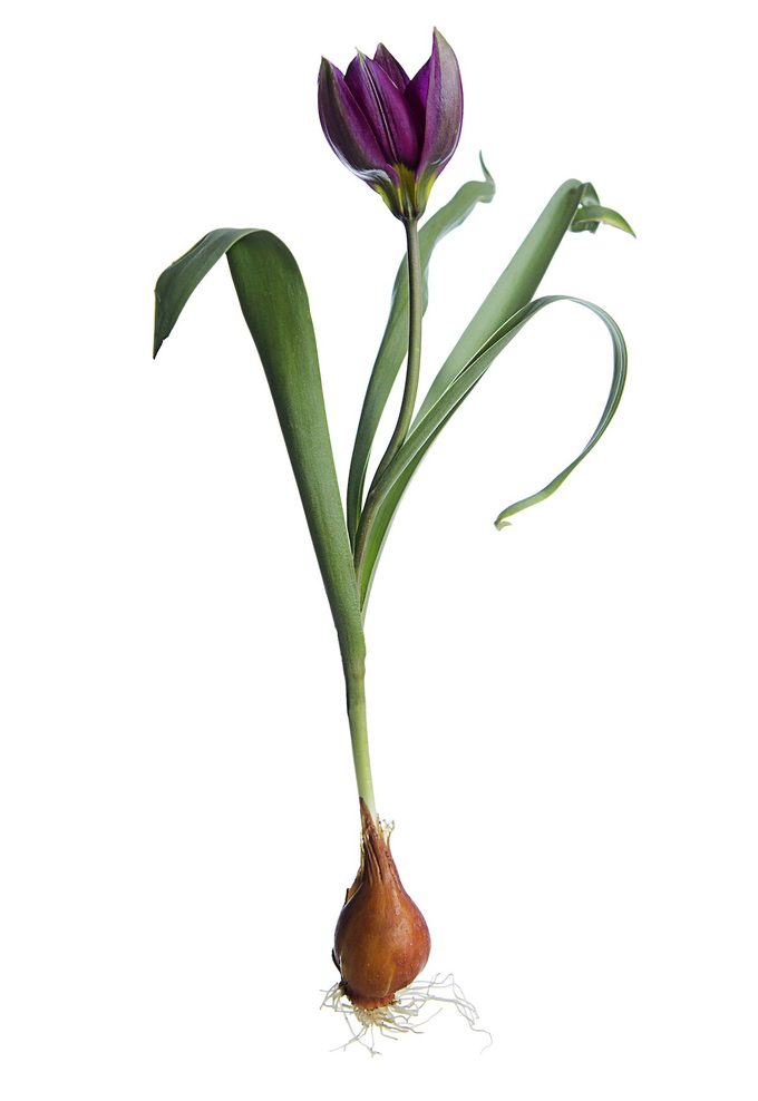 Red Species Tulip Botanical