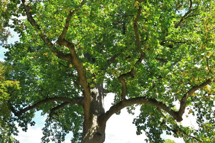 Tulip Tree (liriodendron tulipifera)