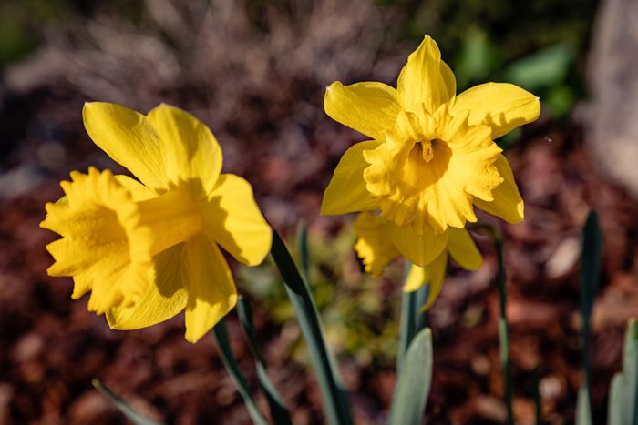 Pacific North West Yellow Daffodils Flowers Close-up during Spring