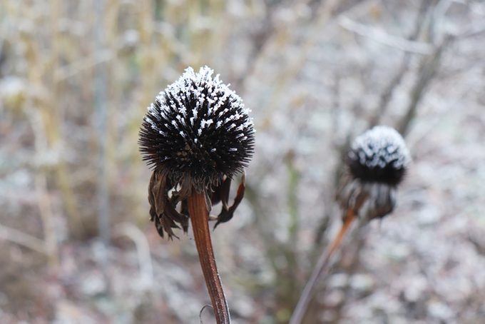 Closeup of coneflowers, Echinacea purpurea in cold winter weather. Blurred background.
