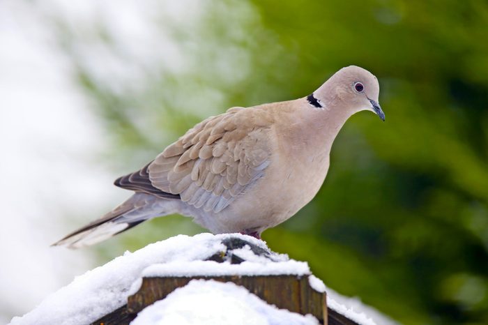 Collared Dove (streptopelia Decaocto)