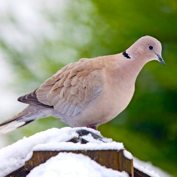 Collared Dove (streptopelia Decaocto)
