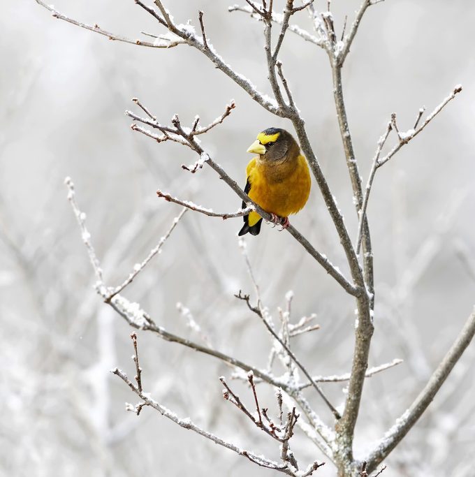 Evening Grosbeak Algonquin Park