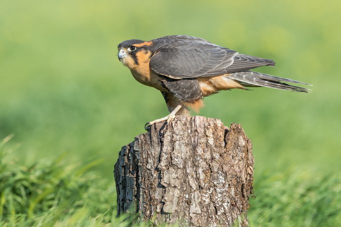 Aplamado Falcon, raptor bird