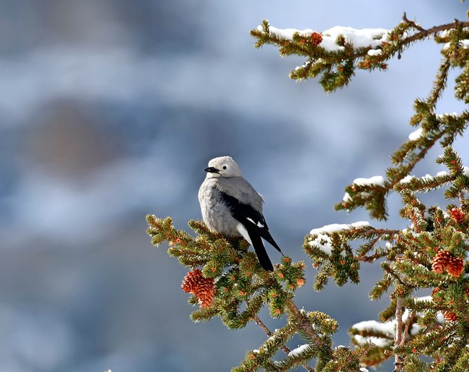 Clarks Nutcracker 2