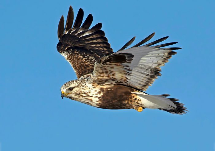Buteo Lagopus