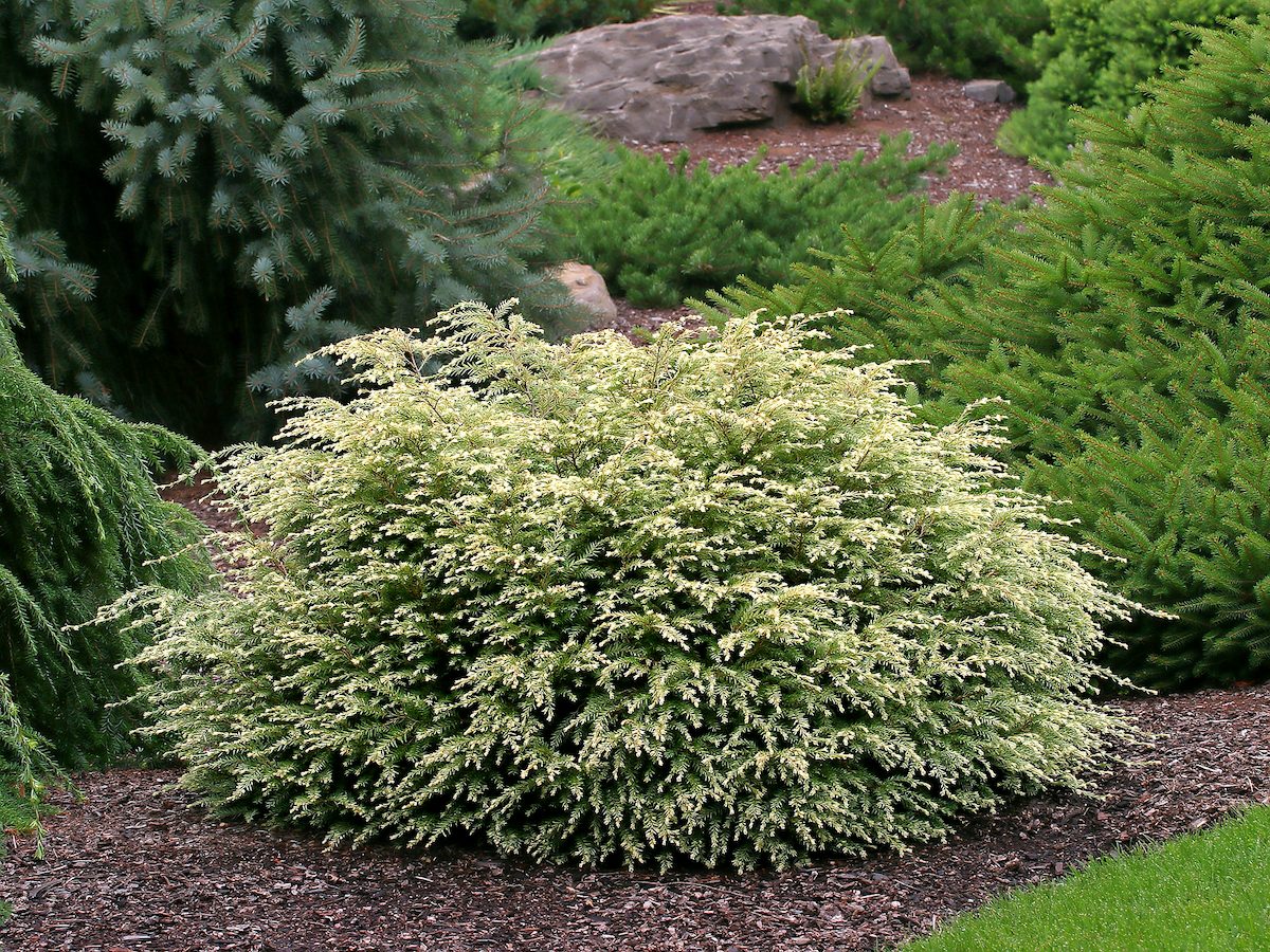 Moon Frost, small evergreen shrubs