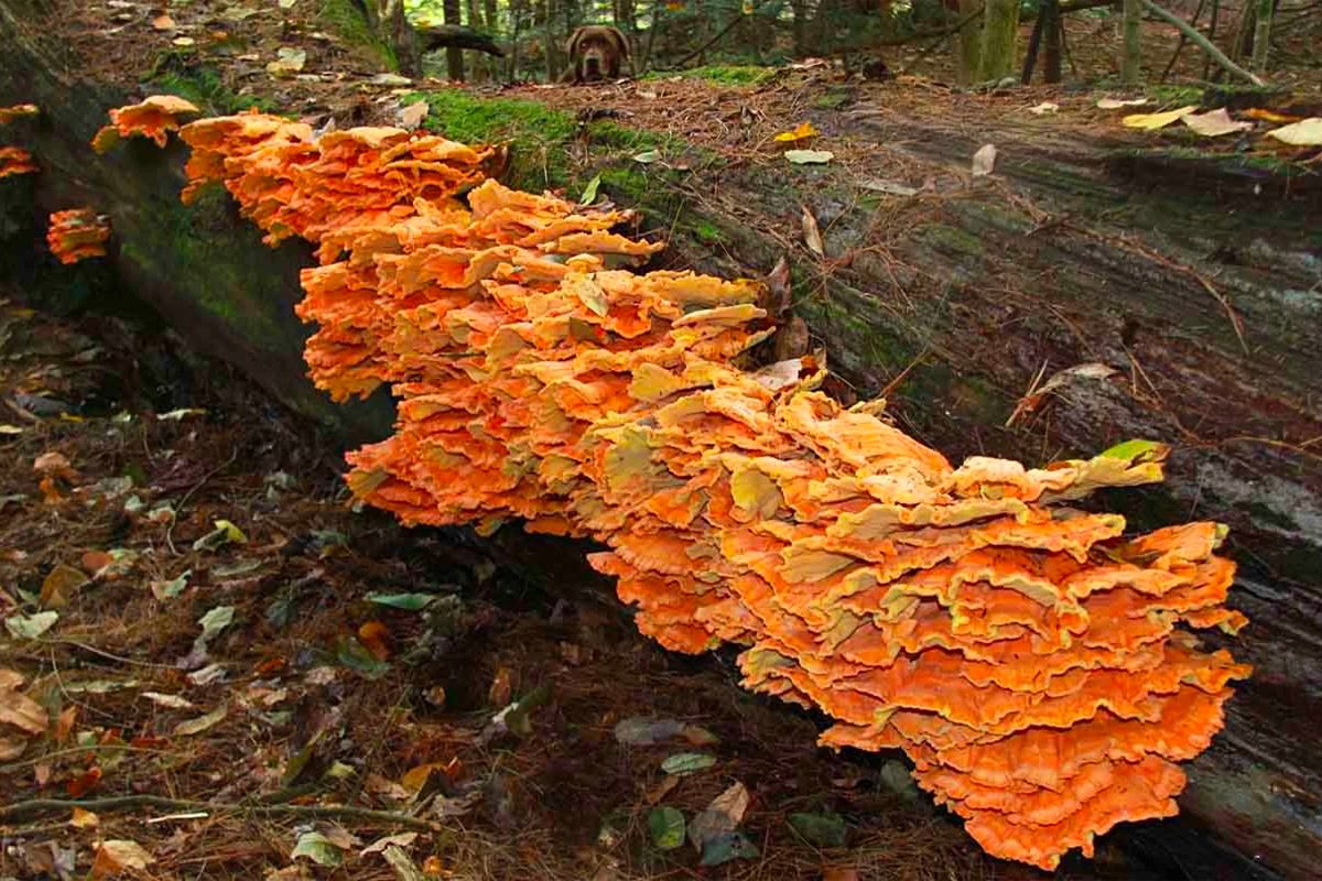 Organic Chicken Of The Woods Mushroom Plugs Ecomm Etsy.com