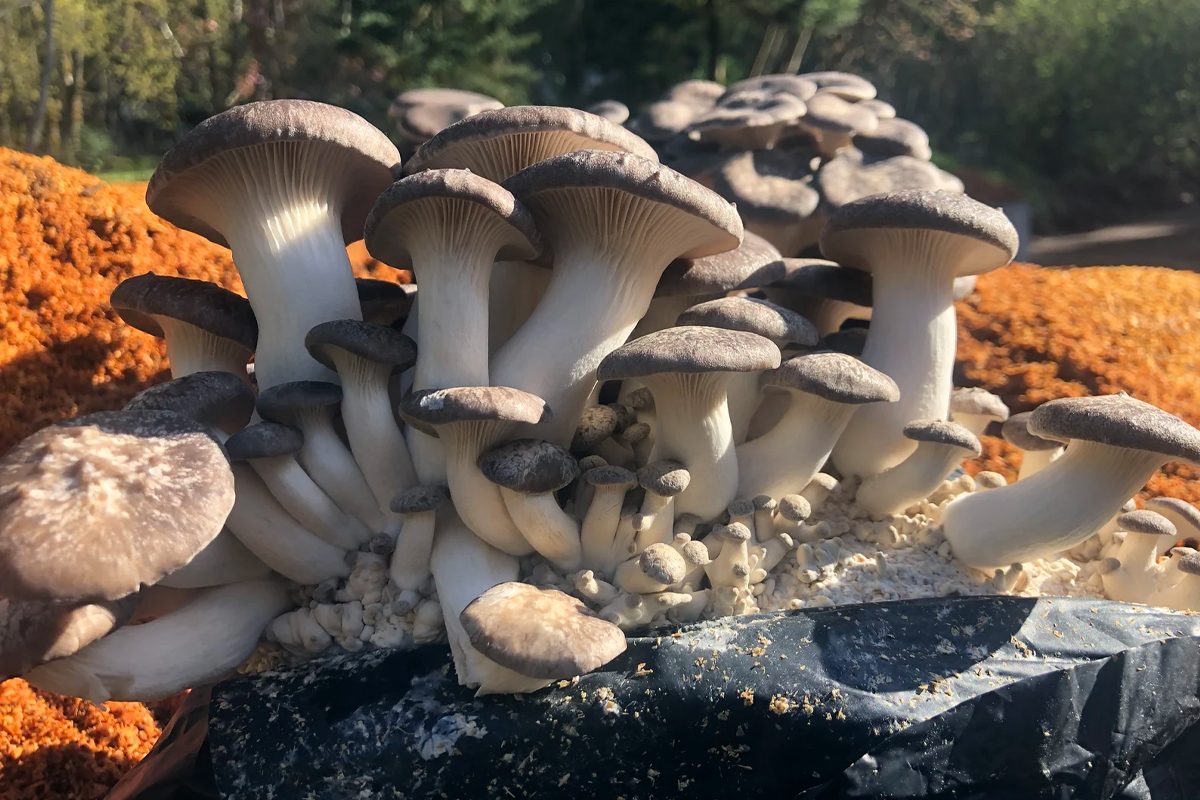 Queen Oyster Mushroom Growing Kit Ecomm Etsy.com