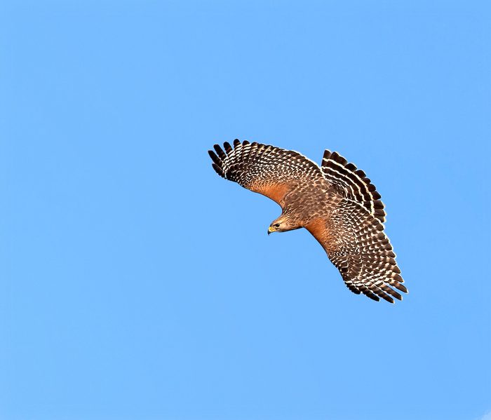 Redshoulderedhawk different types of hawks