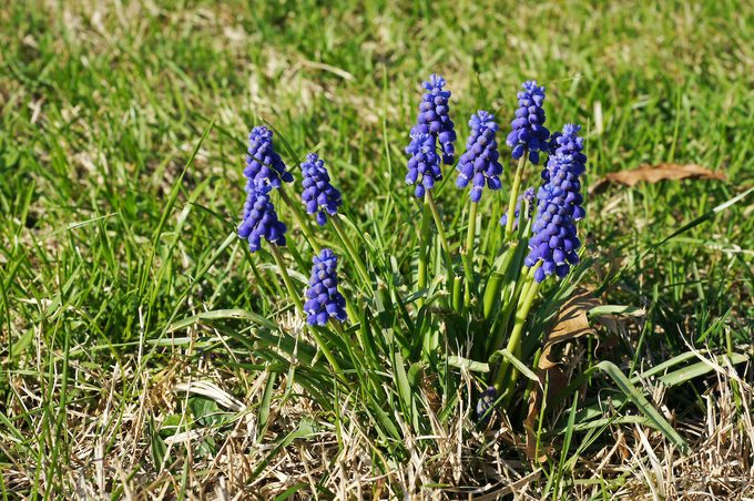 grape hyacinth flowers