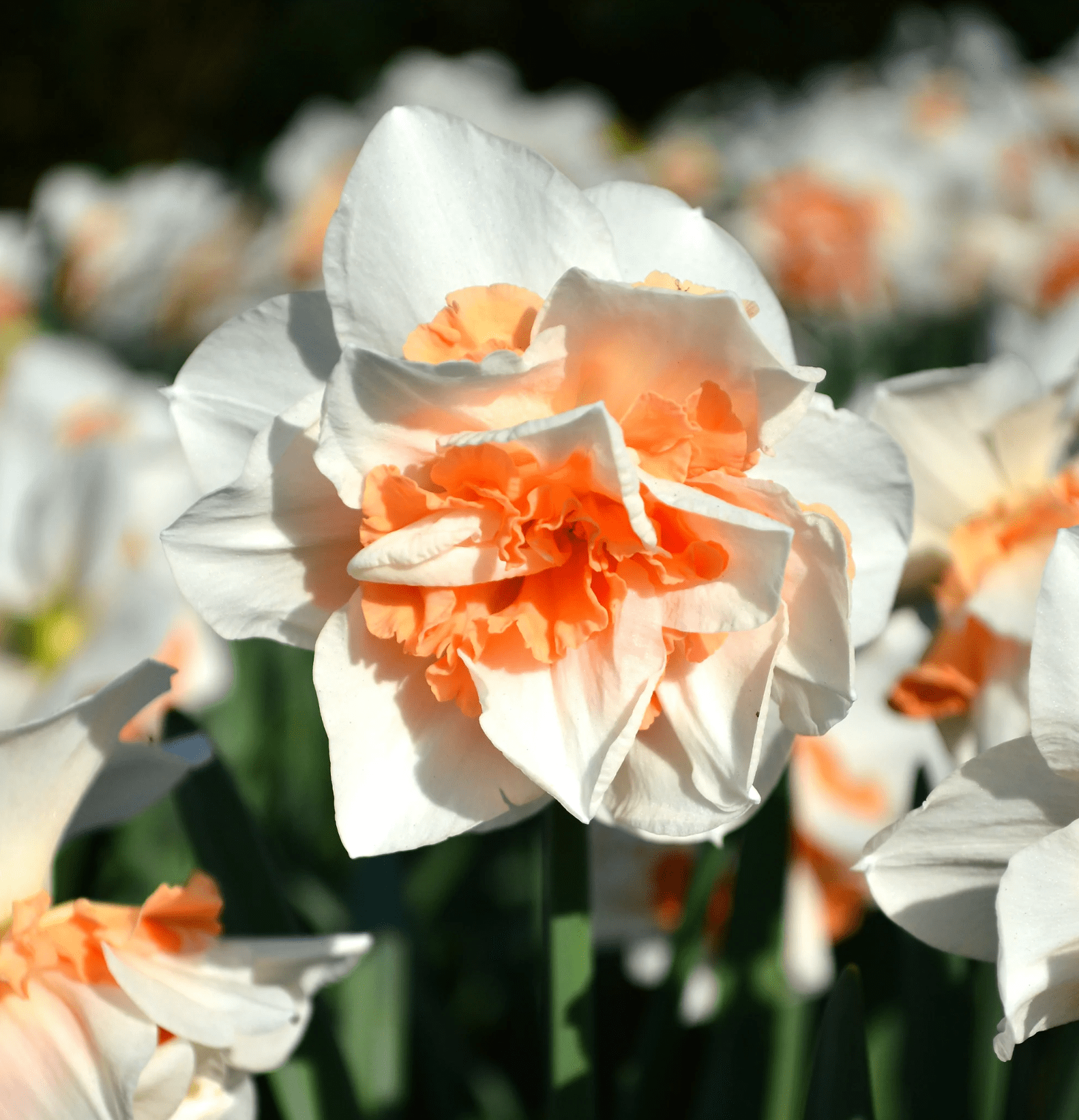 double daffodil