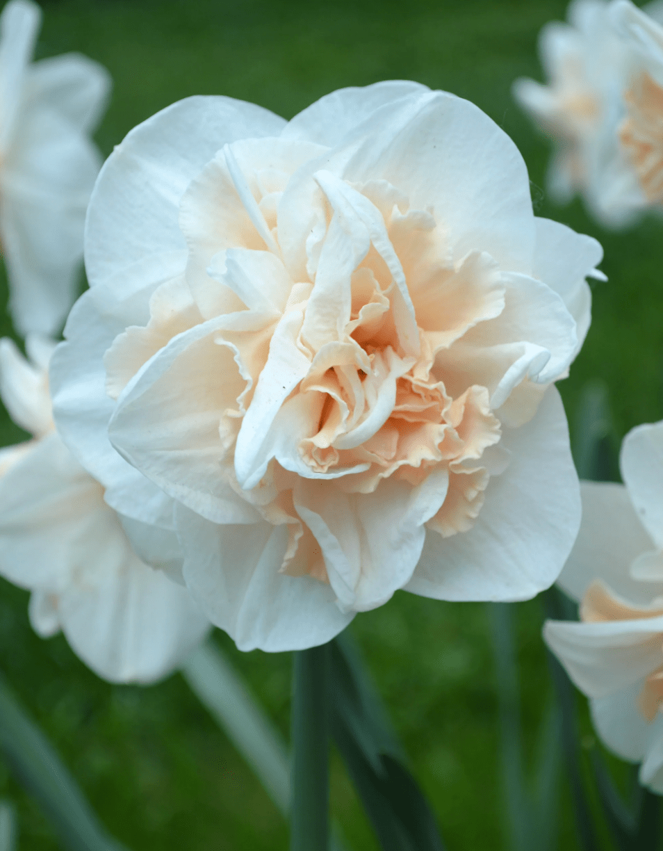 pink champagne daffodil