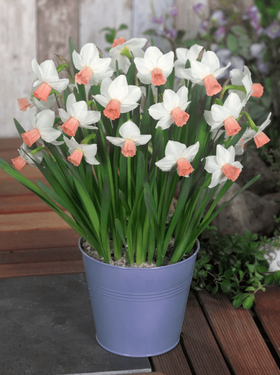 mini pink daffodil