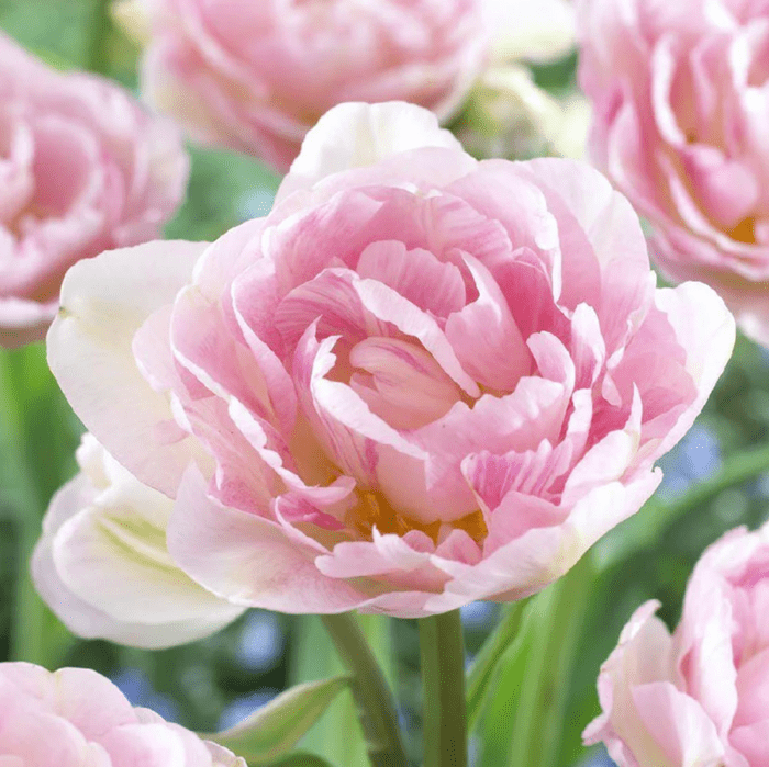 tulip angelique