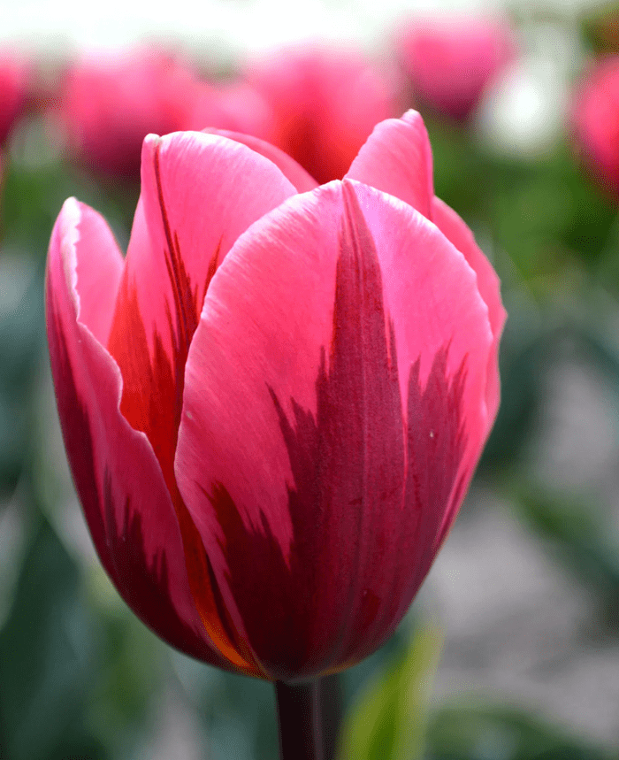 pretty princess tulips