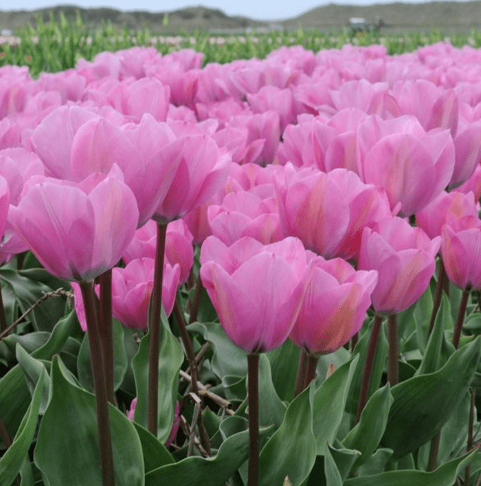 janis joplin tulip