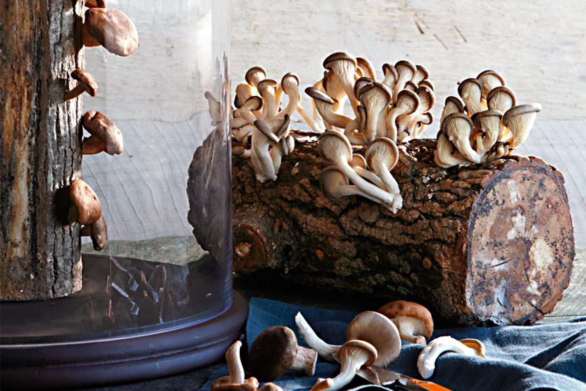 Shiitake Mushroom Log Kit Ecomm Williams Sonoma.com