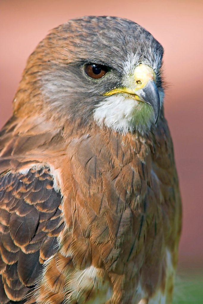 Swainson's Hawk, different types of hawks