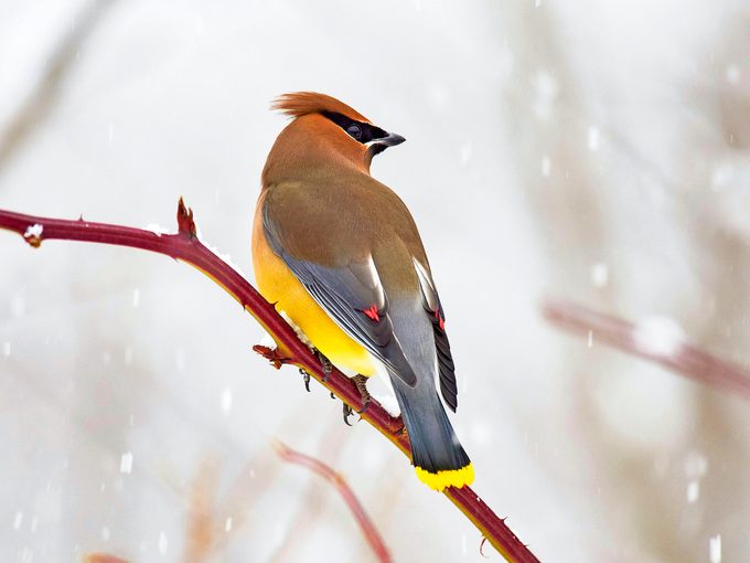 Cedar Waxwing, Bombycilla Cedrorum In Winter In Snow, Nova Scotia, Canada