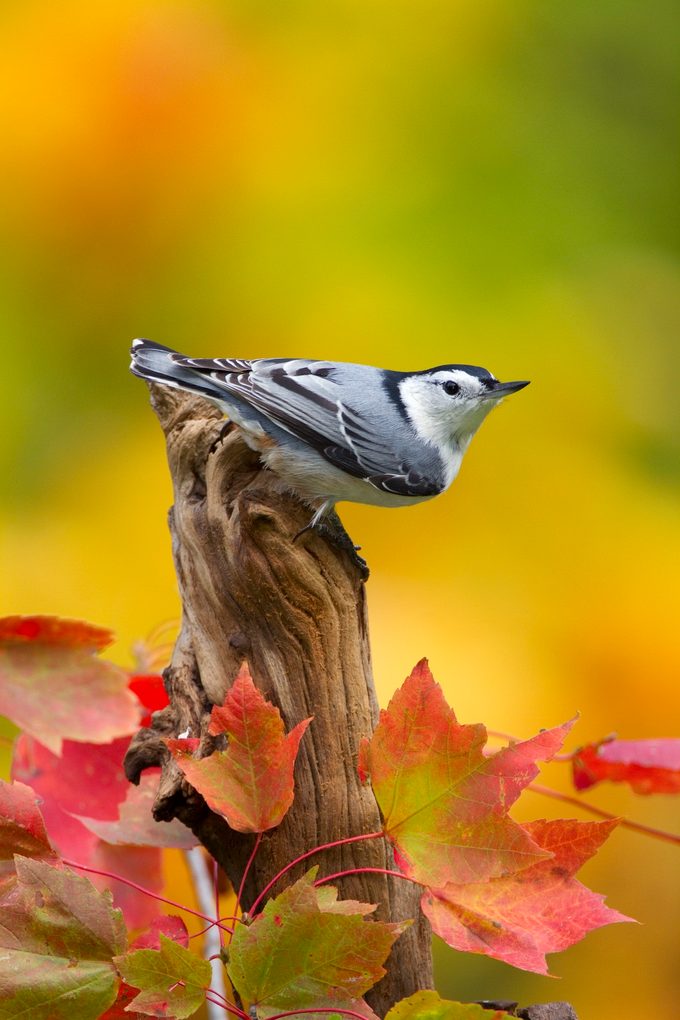 Wbnuthatchm 8053