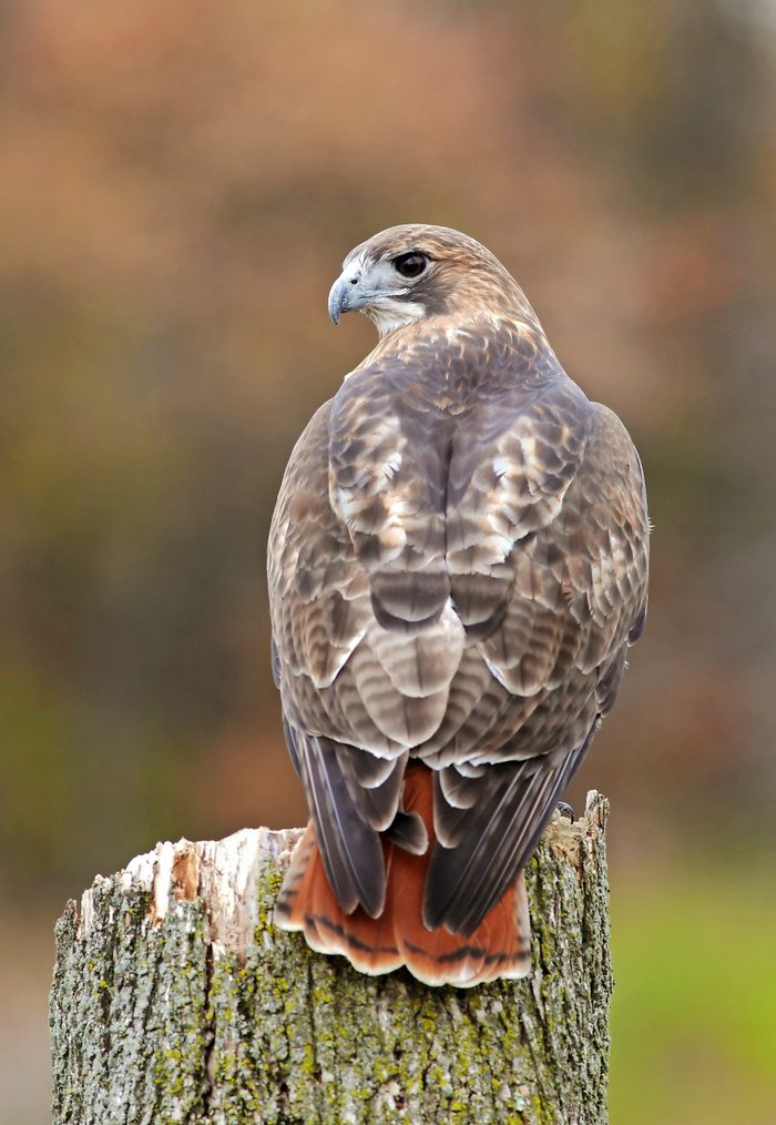 Zwiebel Redtailed Hawk C Zm44082