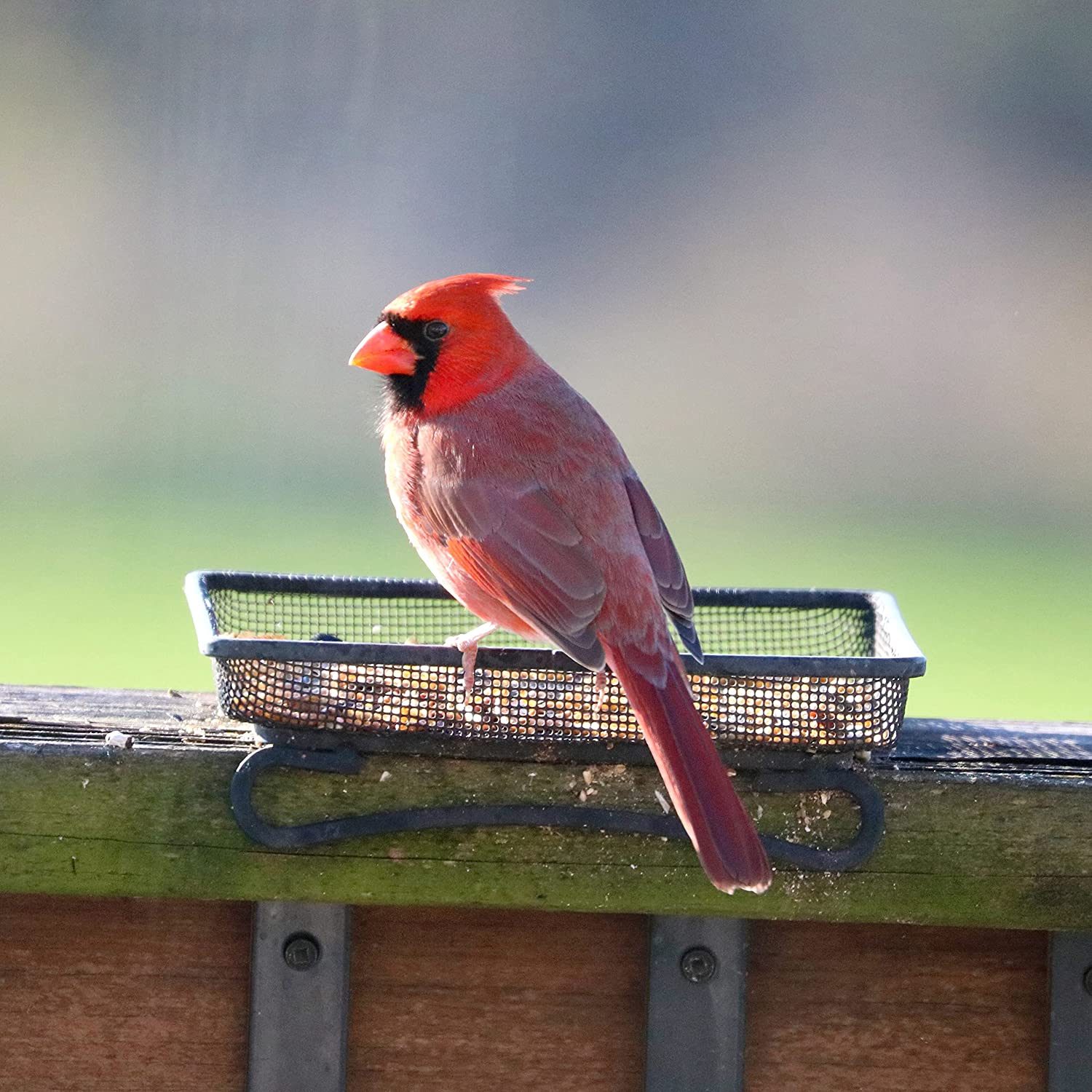 Backyard Essentials Wildlife And Bird Feeder Ecomm Via Amazon.com