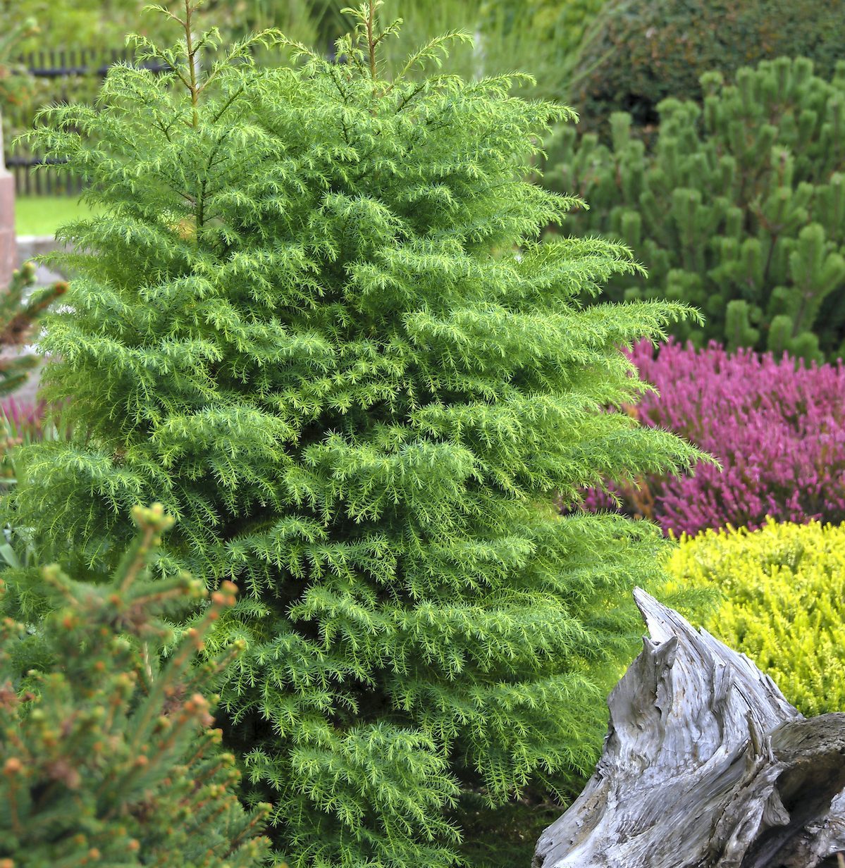small evergreen shrubs, Botanikfoto517261 japanese cedar, small evergreen