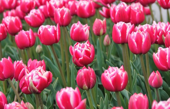 when to plant tulip bulbs