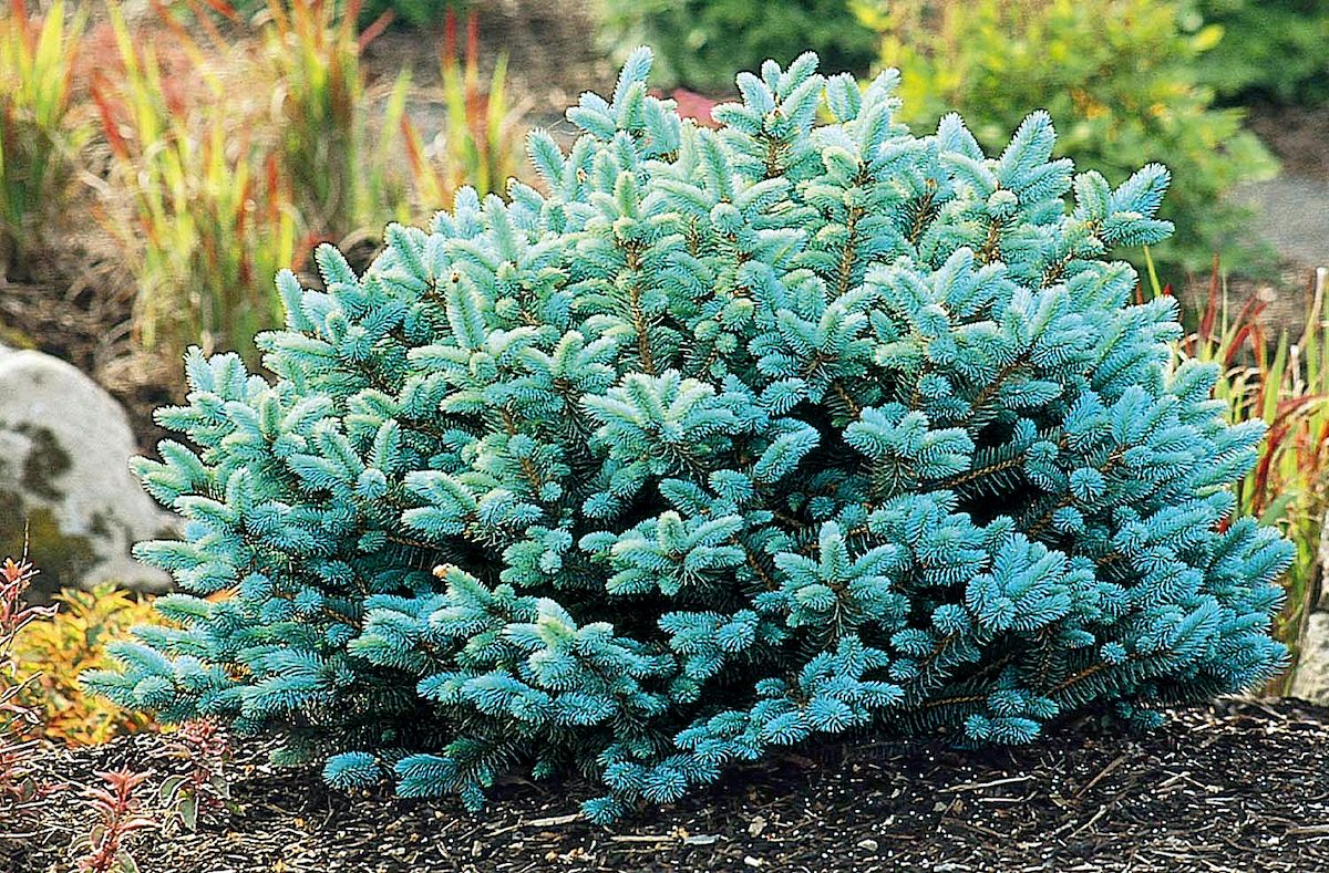 Dwarfbluespruce