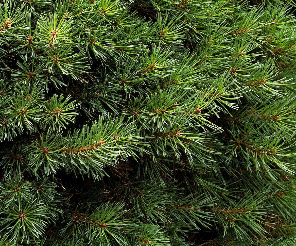 Dwarfscotchpine, small evergreen shrubs