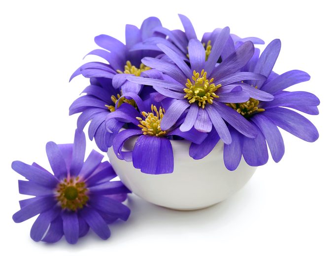 Windflower