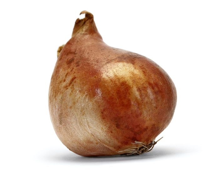 when to plant tulip bulbs
