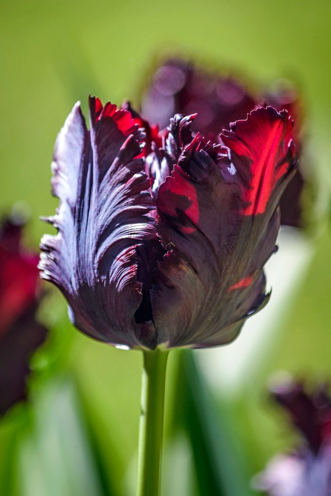 when to plant tulip bulbs