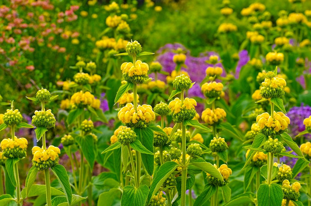 Jerusalem,sage,,phlomis,russeliana,a,wildflower