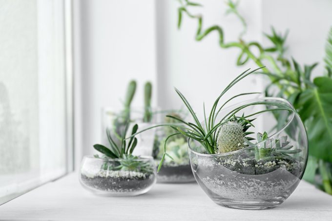 gardening in winter, winter garden ideas