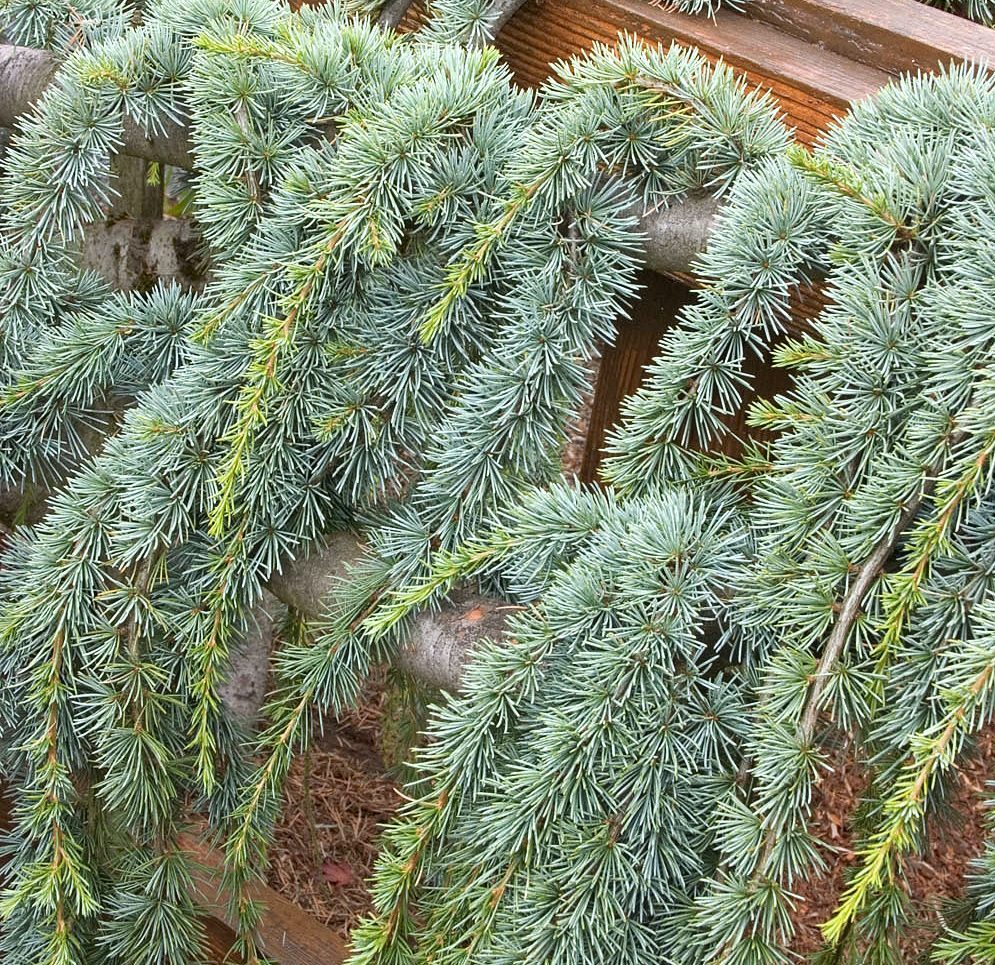 Weepingcedarcloseup