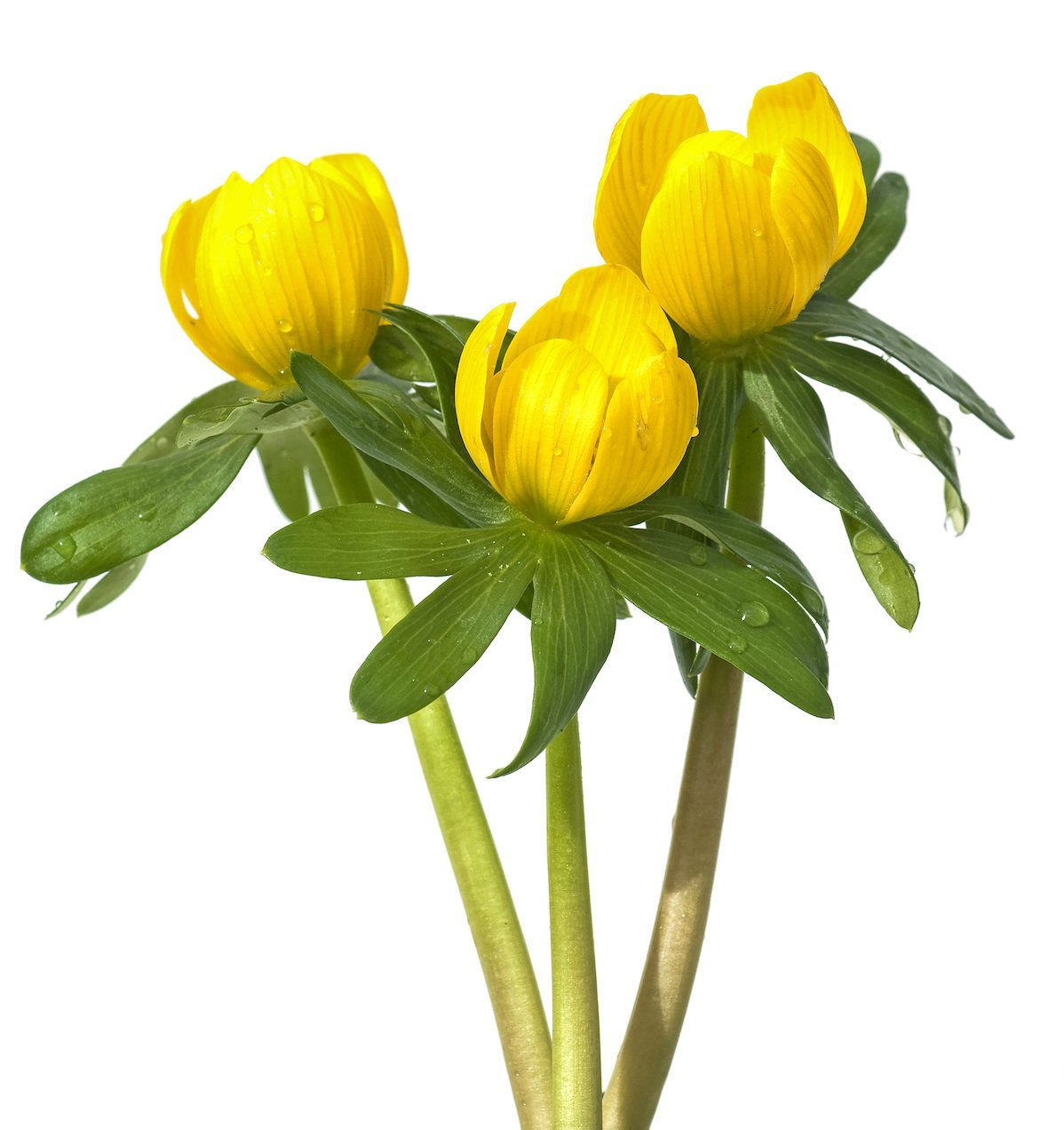 Winter Aconite, Eranthis; Hyemalis