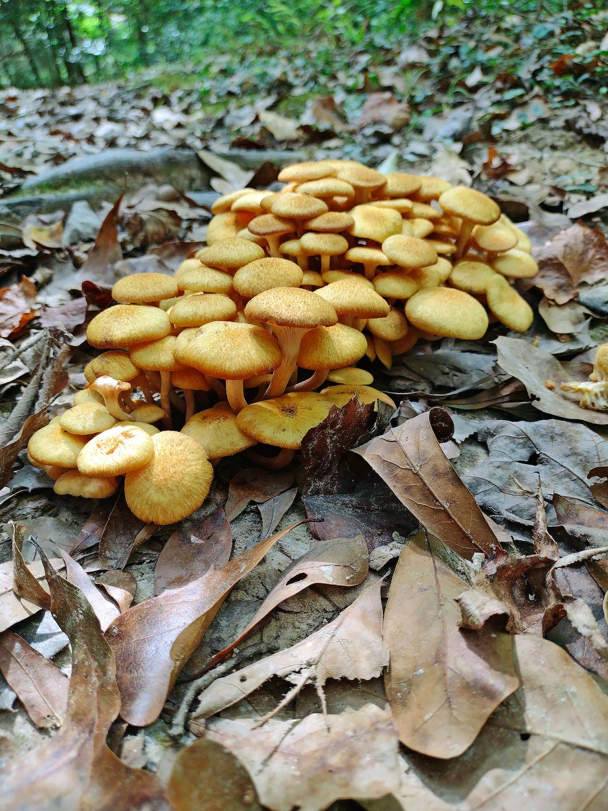mushrooms in lawn
