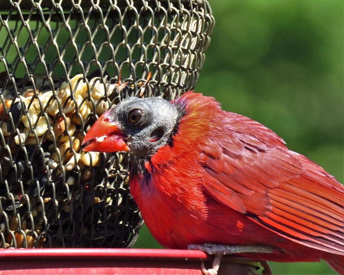If You See a Bald Bird at Your Feeder, This Is Why