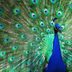 13 Fabulous Facts About Extreme Bird Feathers