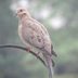 Dove Meaning: What Does It Mean if You See a Mourning Dove?