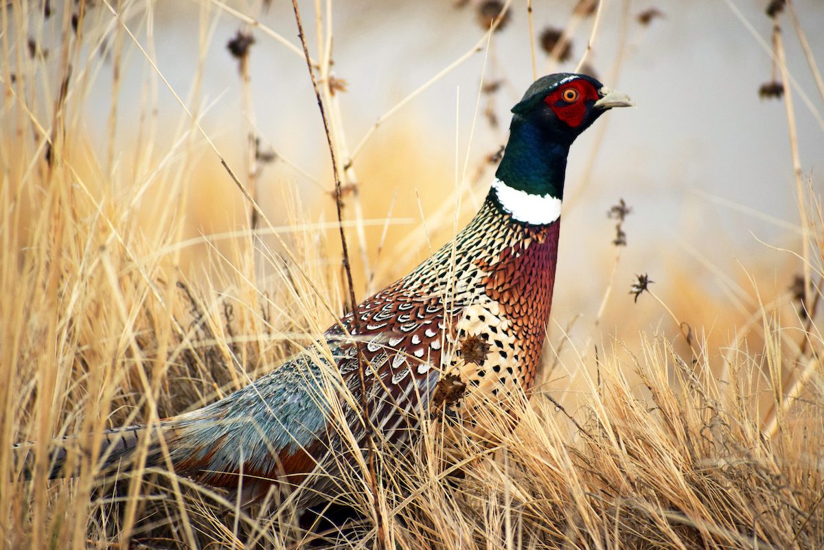 Christmas birds