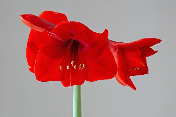 holiday flowers and plants