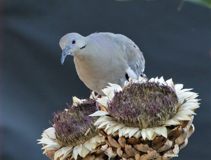 white-winged dove