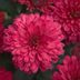 Does Your Birth Month Flower Have Special Meaning?