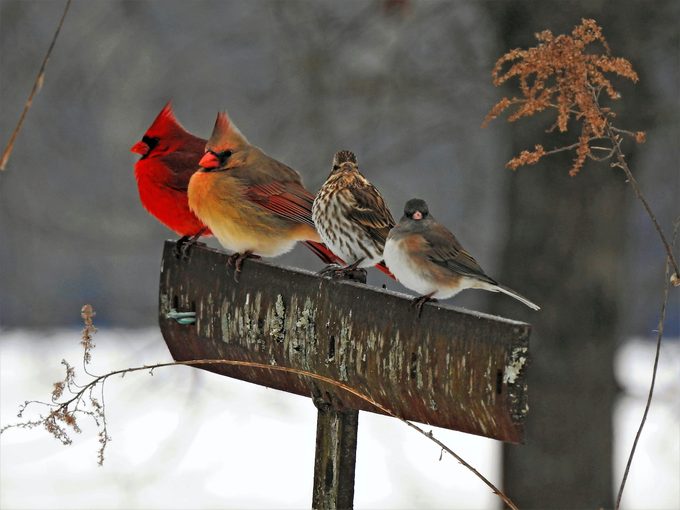 mixed flock in winter