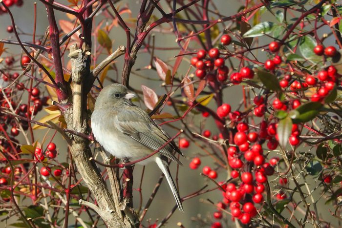276361558 1 Melissa Shirk Bnb Bypc 2021, junco bird pictures